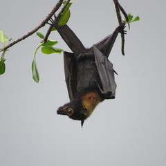 Pteropus conspicillatus