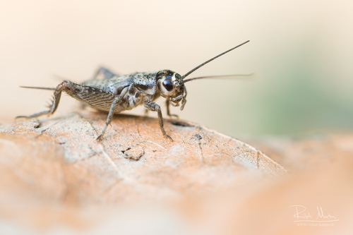 Verge Cricket, photo 5 of 10