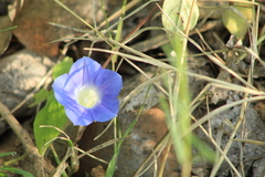 Ipomoea cardiophylla