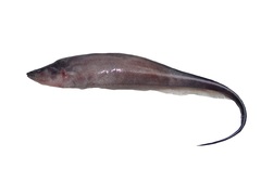Sternopygus arenatus