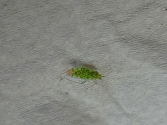 Malacocoris chlorizans