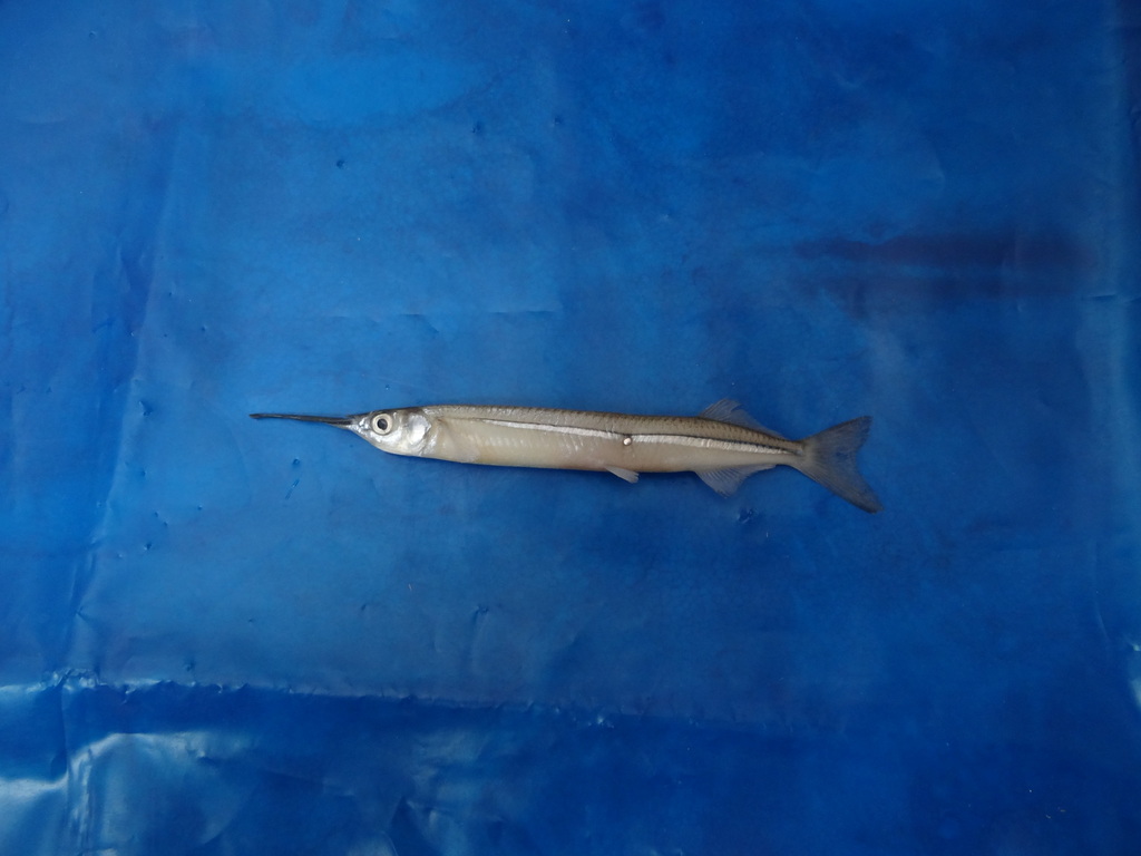 Skipper Halfbeak