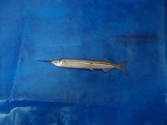 Hyporhamphus snyderi