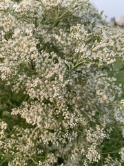 Eupatorium serotinum