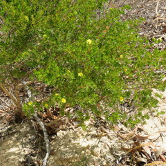 Gompholobium nitidum