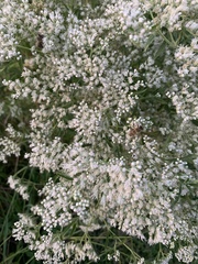 Eupatorium serotinum