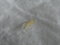 Pterygota