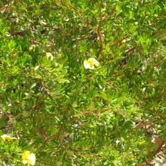 Gompholobium nitidum