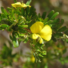 Gompholobium nitidum