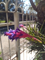 Tillandsia aeranthos