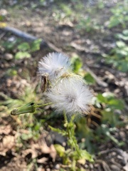 Erechtites hieraciifolius