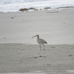 Numenius phaeopus variegatus