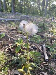 Erechtites hieraciifolius