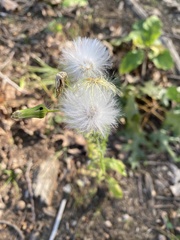 Erechtites hieraciifolius
