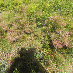 Jacksonia thesioides