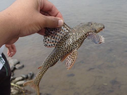 Zucchini catfish (Isorineloricaria spinosissima) — Loricariidae