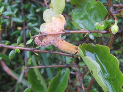 Puccinia otagensis