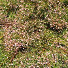 Jacksonia thesioides