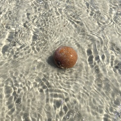 Molgula occidentalis