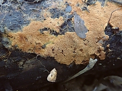 Asterodon ferruginosus