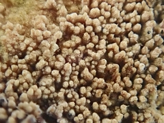 Asterodon ferruginosus