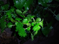 Urtica circularis