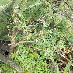 Sedum frutescens