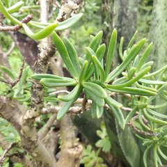 Sedum frutescens