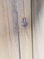 Anolis sagrei