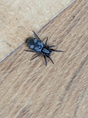 Herpyllinae