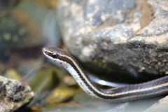 Cope's Antilles Snake photo 3