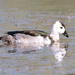 Cotton Pygmy-Goose - Photo (c) birdinggreynomads, some rights reserved (CC BY-NC)