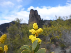 Acacia cultriformis