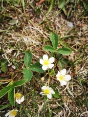 Fragaria virginiana