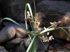Cyperus ligularis