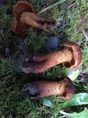 Cortinarius aurantiobasis