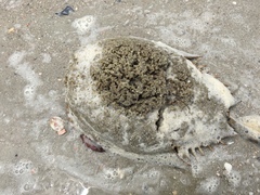 Phragmatopoma caudata