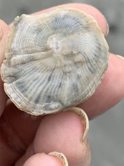 Amphibalanus eburneus