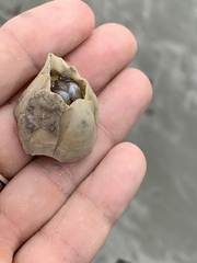 Amphibalanus eburneus