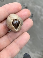 Amphibalanus eburneus