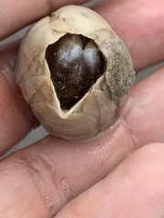 Amphibalanus eburneus