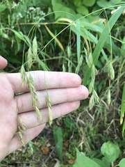 Bromus latiglumis