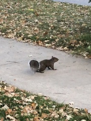 Sciurus carolinensis