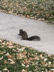 Sciurus carolinensis