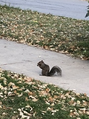 Sciurus carolinensis