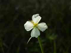 Pterolepis glomerata