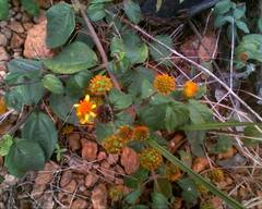 Tilesia baccata
