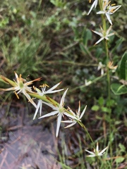 Pleea tenuifolia
