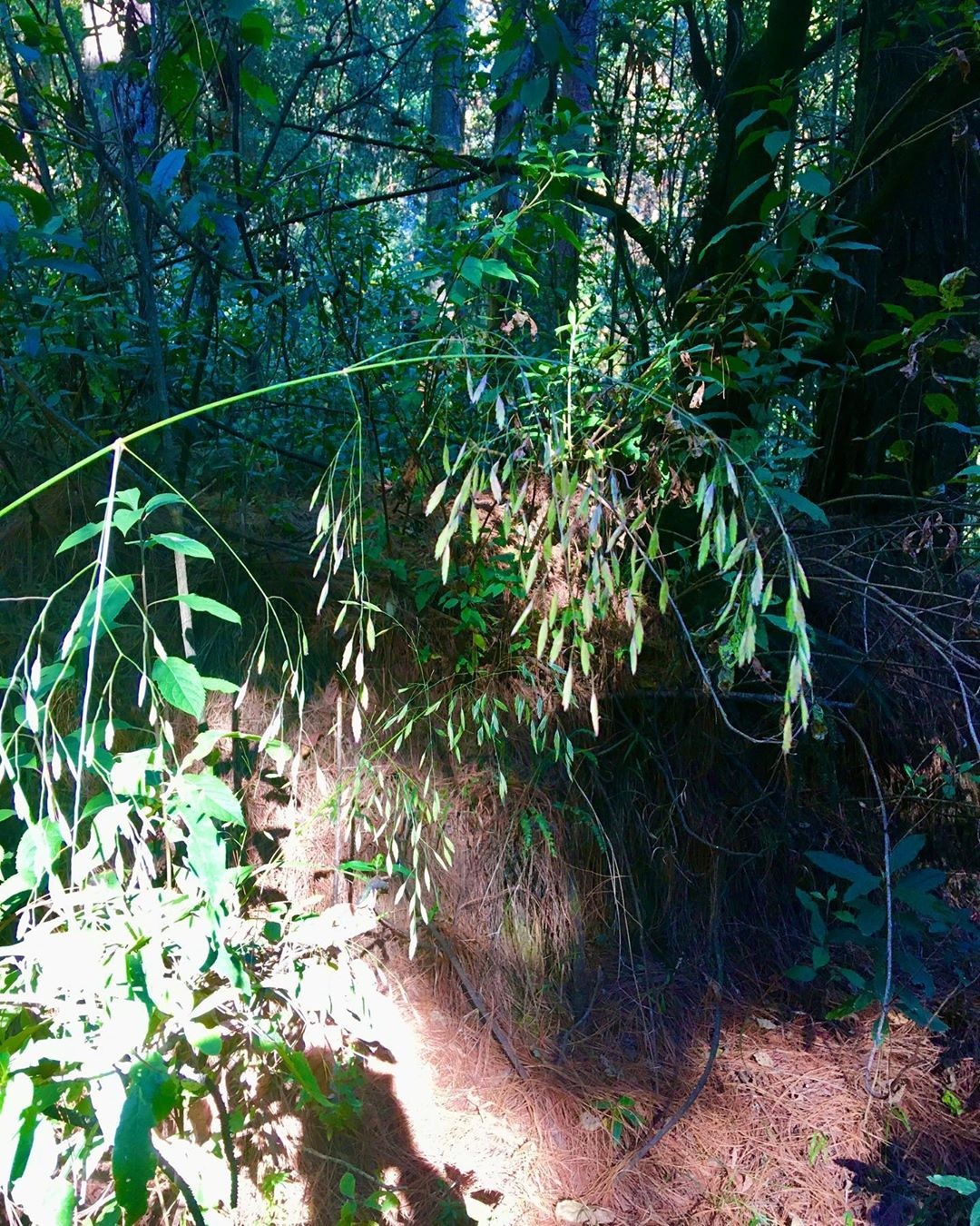 Festuca amplissima