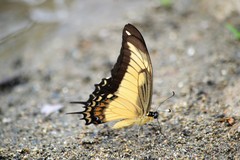 Heraclides androgeus epidaurus